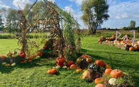 IMG_3552.jpeg