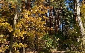 IMG_3581.jpeg